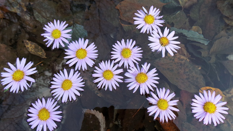 flowers, nature, flower head, real people, beauty in nature, growth, body part, petal, flower, human body part, fragility, purple, flowering plant, autumn