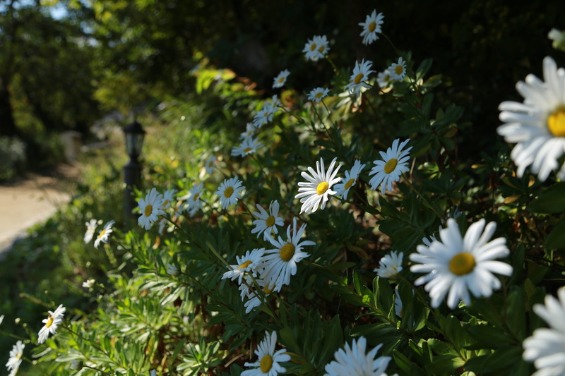flower head, plant, vulnerability, wildflower, no people, daisy, freshness, petal, growth, white color, nature, park, fragility, close-up, plants, chrysanthemum