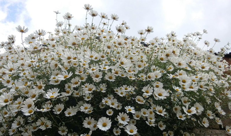 sky, flowers, inflorescence, 4K, no people, sejong city, medicinal herbs, white flowers, close-up, land, freshness, field, beauty in nature, day, flower