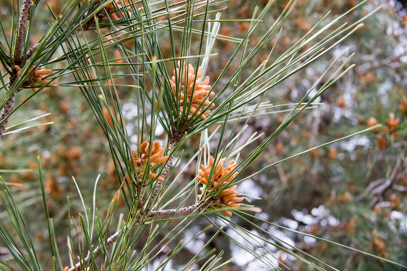 pinaceae, shades of green, plant, bush, tranquility, nature, closeup, day, greens, foliage, flower, focus on foreground, coniferous tree, beautiful, plants