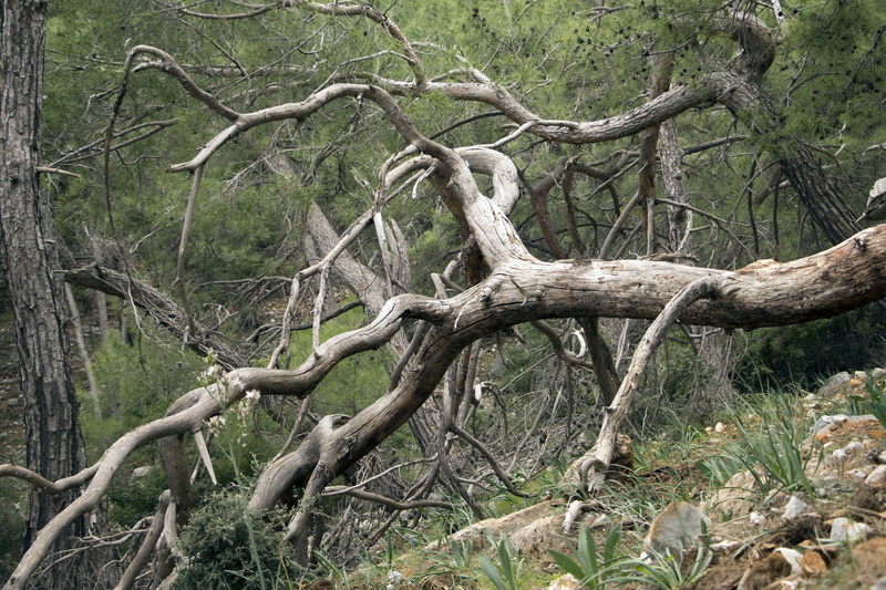 tree trunk, park, day, old, bare tree, non-urban scene, leaf, texture, shade, forest, land, large, tree, outdoors, no people, life, brown, oak, branch