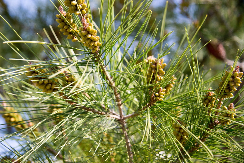bush, outdoors, leaves, needles, green color, sunlight, no people, branch, tree, greens, rostock, christmas tree, vacation, 5K, living nature, grass in the spring