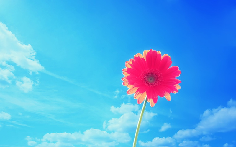 freshness, inflorescence, pink, close-up, day, softness, outdoors, growth, beauty in nature, flowering plant, flower head, flowers, nature, clouds, petaled