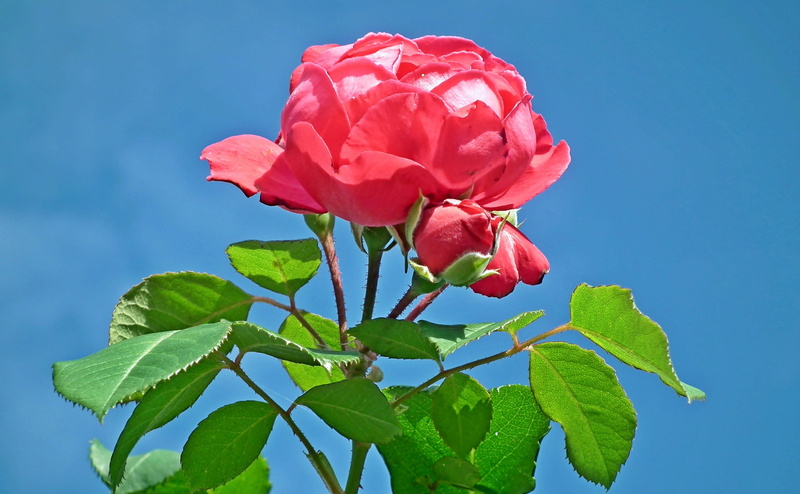 flowering plant, garden, 2K, flower, summer, fragility, nature, vulnerability, love, springtime, rose - flower, beauty in nature, blossoming, petals nature
