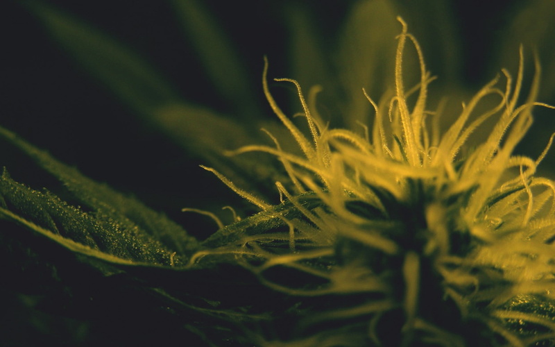 selective focus, green, plants, flower, nature, plant, no people, day, close-up, fragility, vulnerability, botany, freshness, yellow, outdoors, 1080P