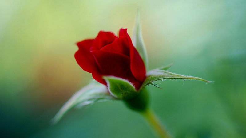 2K, growth, inflorescence, outdoors, no people, rose - flower, petal, macro, rose, flowering plant, flower head, plants, plant, flowers, nature, red, close-up