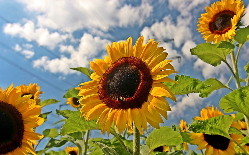 sky, growth, freshness, vulnerability, sunflower, petal, pollen, beauty in nature, focus on foreground, close-up, day, clouds, sunflowers, 1080P, flower