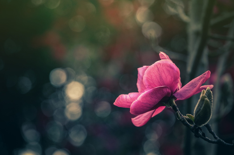 freshness, plants, flower, flowers, day, focus on foreground, no people, inflorescence, petal, plant, growth, fragility, pink color, close-up, vulnerability