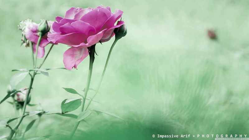 flowers, pink color, beauty in nature, green color, plant, nature, vulnerability, petal, inflorescence, flower head, macro, freshness, growth, plant stem