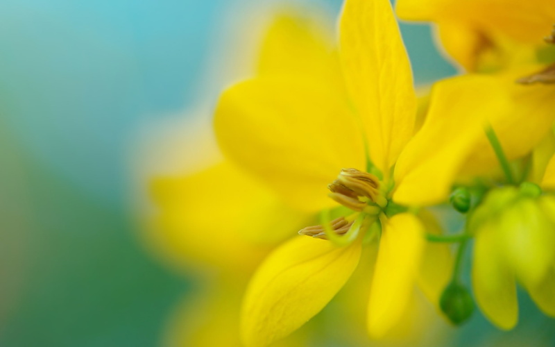 fragility, inflorescence, plants, 1080P, growth, close-up, plant, freshness, flowers, flowering plant, flower, macro, beauty in nature, flower head, selective focus