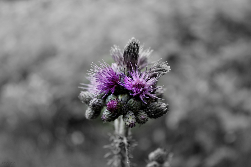 inflorescence, plant, nature, vulnerability, thistle, purple, flower head, flower, focus on foreground, beauty in nature, plant stem, day, growth, selective coloring