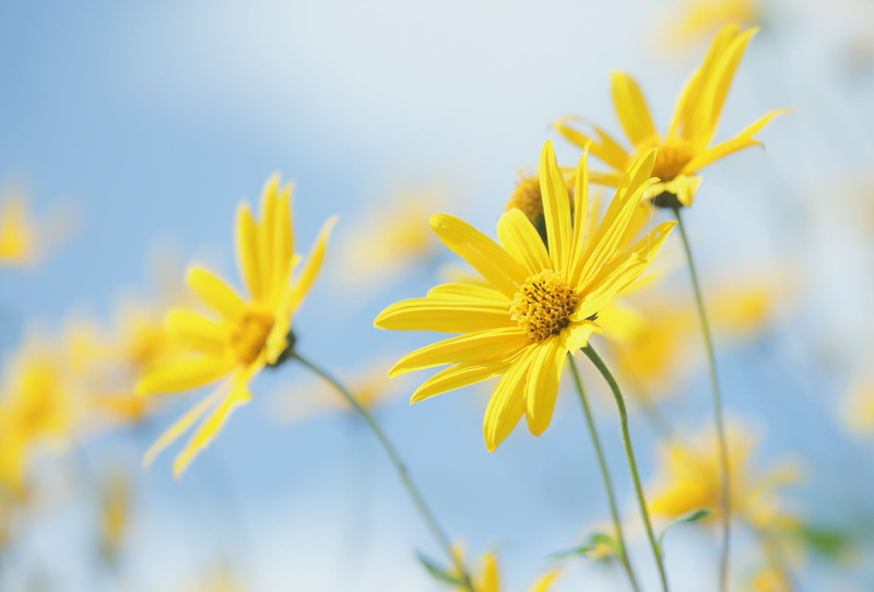 beauty in nature, pollen, growth, flowers, plant, yellow flowers, close-up, 1080P, outdoors, sepal, flowering plant, vulnerability, no people, fragility