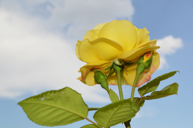 close-up, no people, focus on foreground, springtime, nature, sepal, 1080P, flower head, flowering plant, outdoors, yellow, growth, leaf, vulnerability