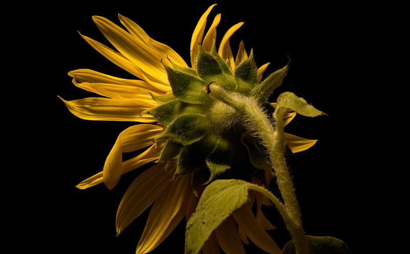 pollen, nature, fragility, indoors, flowers, yellow, flower arrangement, beauty in nature, dark, close-up, flower head, petal, flowering plant, no people