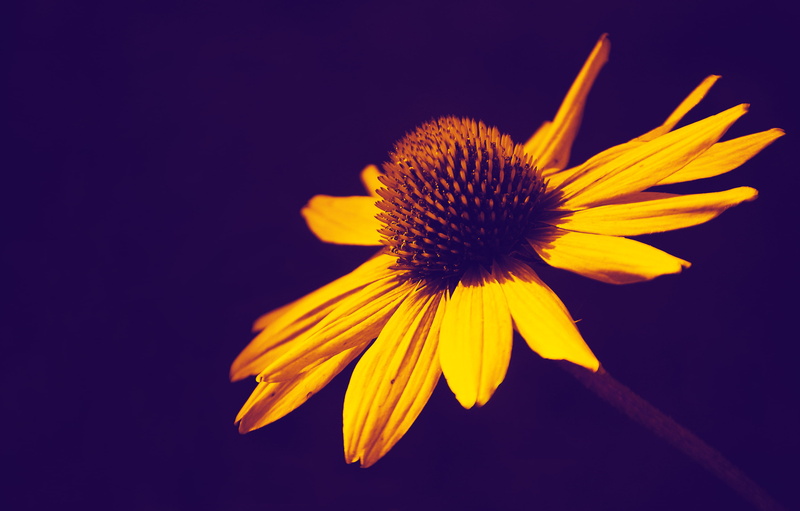 petal, black background, black-eyed susan, 2K, close-up, fragility, yellow, growth, flowers, closeup, no people, freshness, flowering plant, plant, inflorescence