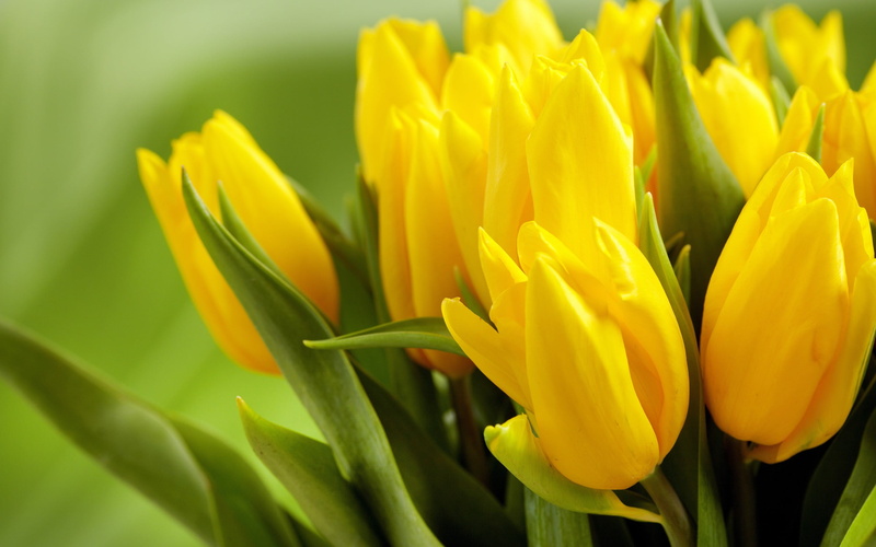 inflorescence, freshness, day, growth, focus on foreground, petaled, green color, close-up, flowering plant, red, flower, plant part, no people, yellow