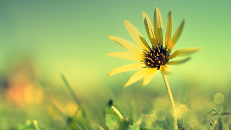 pollen, close-up, freshness, flower head, plants, sepal, petal, inflorescence, yellow, growth, beauty in nature, flowering plant, flowers, yellow flowers