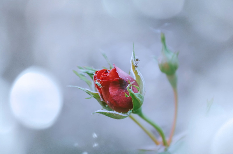 sepal, vulnerability, ripe, flowers, beauty in nature, red, fruit, flower head, no people, plants, rose, healthy eating, selective focus, plant, outdoors