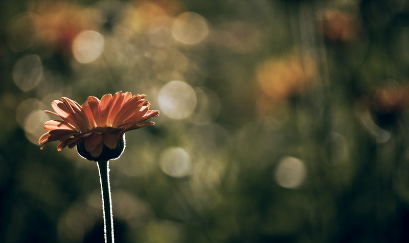 flower, growth, plant, vulnerability, nature, day, plant stem, outdoors, flowering plant, inflorescence, beauty in nature, no people, macro, close-up, depth of field