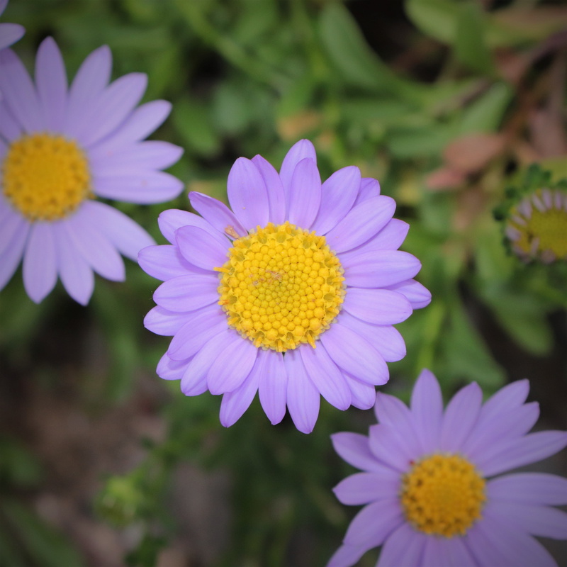 makro, season, macro, petal, petals, april, wood, close-up, purple, growth, flowers, spring, freshness, natural, pool, wipes, leaf, behold, inflorescence