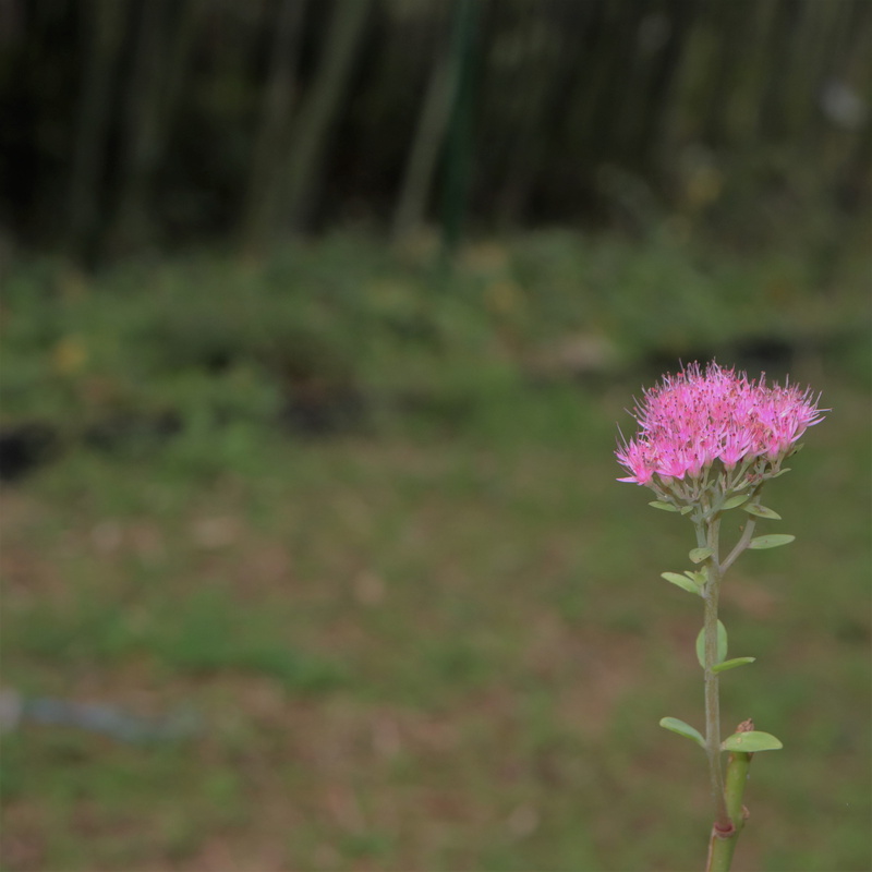 land, flower horn, beauty in nature, korea, inflorescence, flower tree, focus on foreground, wipes, park, close-up, plant, pink, red flowers, pattern, little