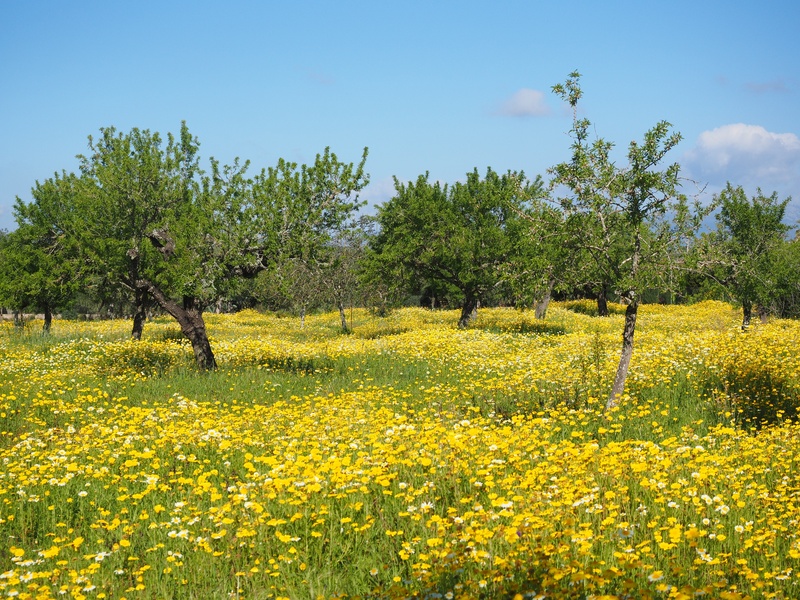 sky, tree, green, nature, marguerite, crown anthemideae, freshness, no people, blütenmeer, leafed, cloud, balearic islands, flowering plant, surrounded