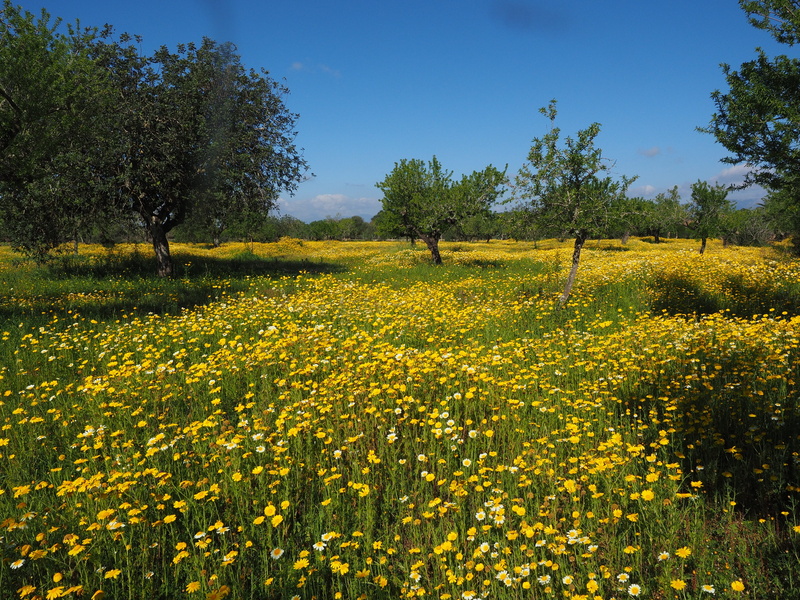 fruit tree meadow, tree, tranquility, cloud, environment, springtime, tree meadow, plant, scenics - nature, garland chrysanthemum, dining chrysanthemum
