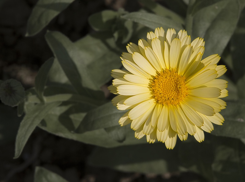plant part, outdoors, leaf, blossom, beauty in nature, freshness, orange, fragility, papilio machaon, marigold, garland chrysanthemum, focus on foreground