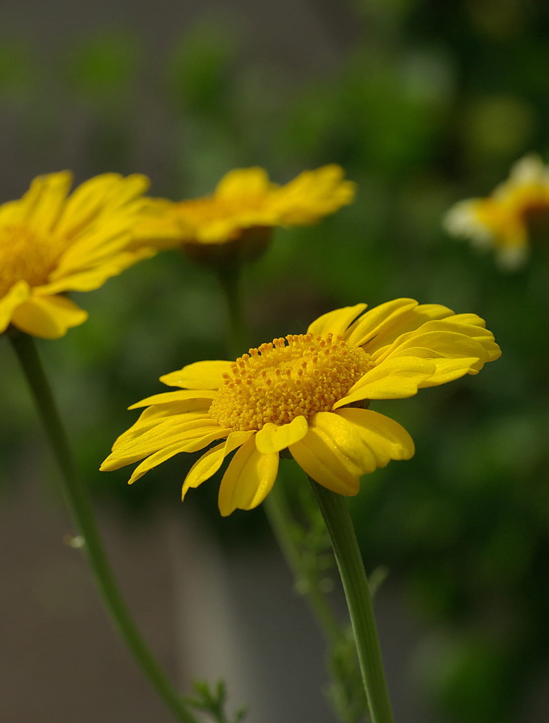 pollen, glebionis coronaria, blossom, chrysanthemum, outdoors, petaled, garland chrysanthemum, growth, inflorescence, plant, photography, selective focus