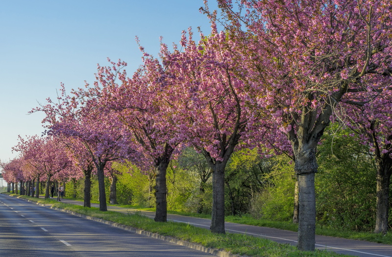 white, bloom, springtime, road, branch, flowering plant, diminishing perspective, blossom, wooden track, outdoors, pink color, flower, day, transportation