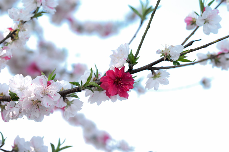 close-up, forest, wood, the nature of the, tree, twig, pink, outdoors, vulnerability, growth, outdoor, flowers, flowering plant, inflorescence, plant, pollen