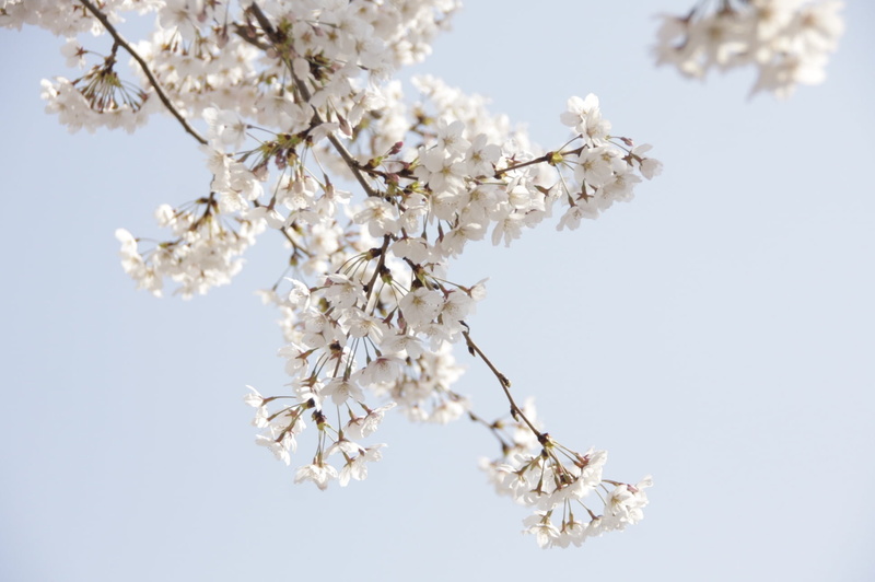 flowering plant, plants, day, white flower, cherry blossom, low angle view, white color, april, blossoms, bunch of flowers, 1080P, close, close-up, freshness