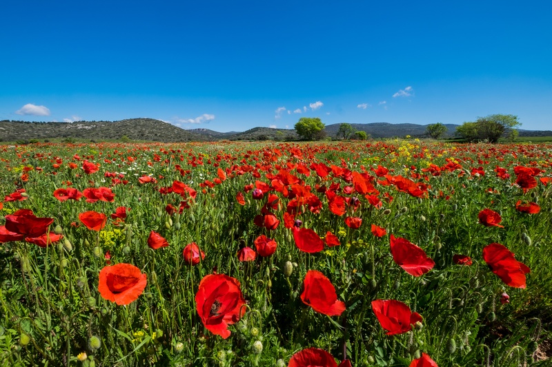 beauty, beauty In Nature, landscape, flowerbed, petal, red, green Color, wild flower, 4K, wild flowers, wild field, land, no people, outdoors, sky, poppy