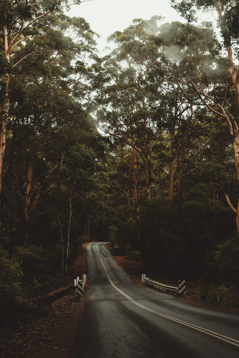 transportation, sign, direction, no people, nature, symbol, tranquility, trees, land, plant, outdoors, 4K, tree, australia, growth, the way forward, forest