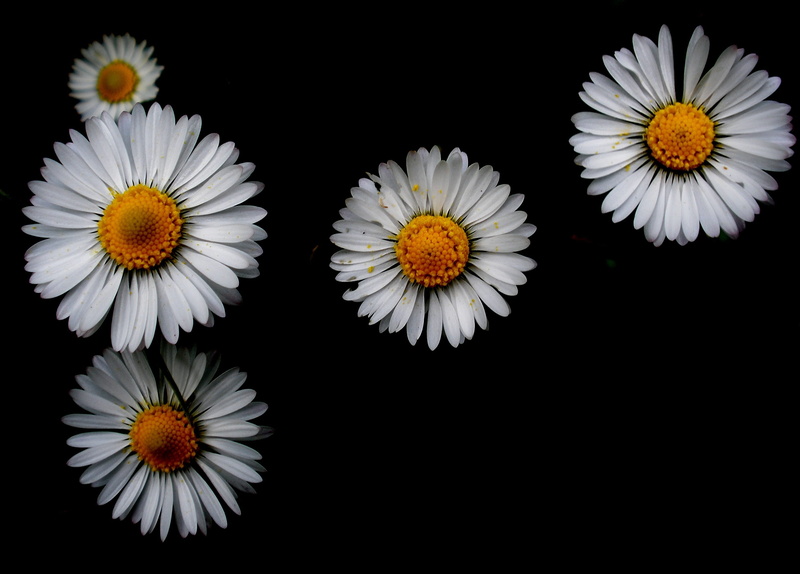 flowers, no people, growth, close-up, copy space, spring, flower head, flora, pollen, indoors, fragility, daisy, vulnerability, background, flowering plant