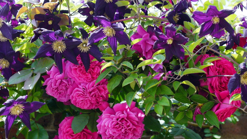  garden, plant part, nature, pattern, spring, vulnerability, vine, purple, design, flora, leaf, lilac, shape, decoration, rose, graphic, shrub