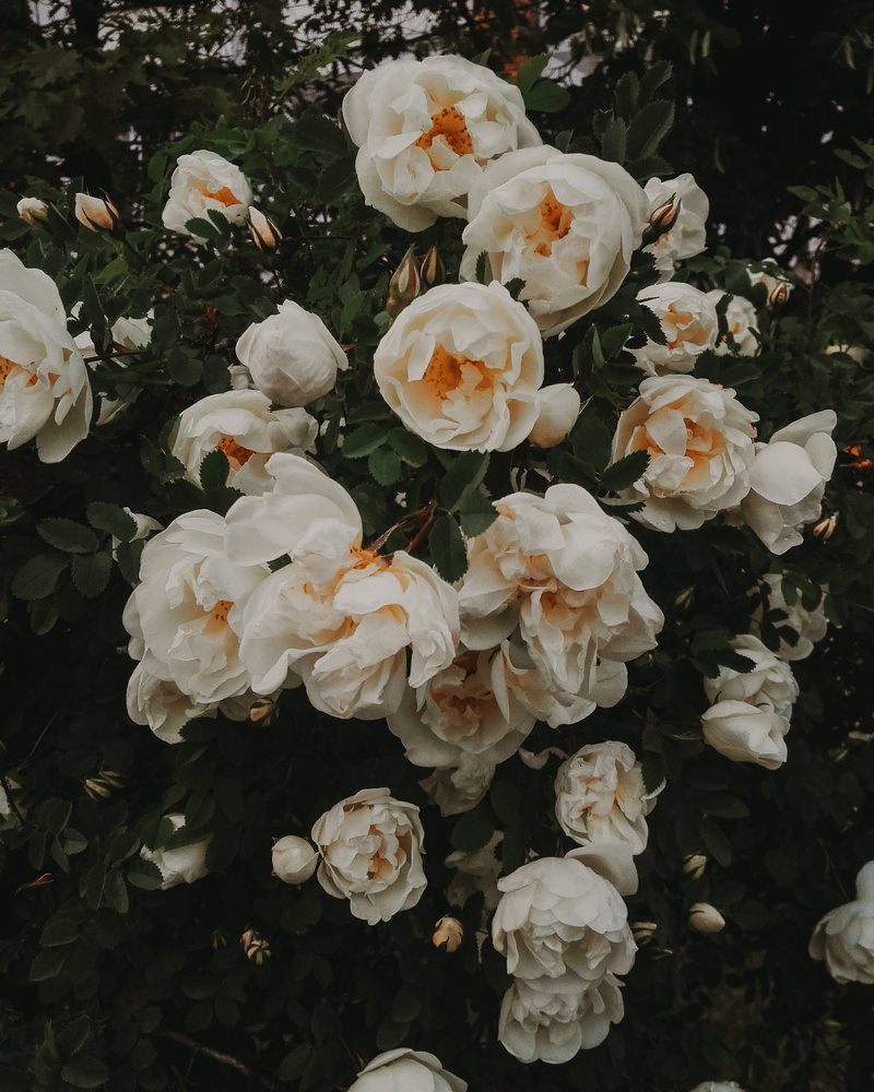 garden, wood, close-up, botany, flower, white color, 2K, rose, beauty in nature, pollen, flowering plant, fragility, high angle view, bunch of flowers