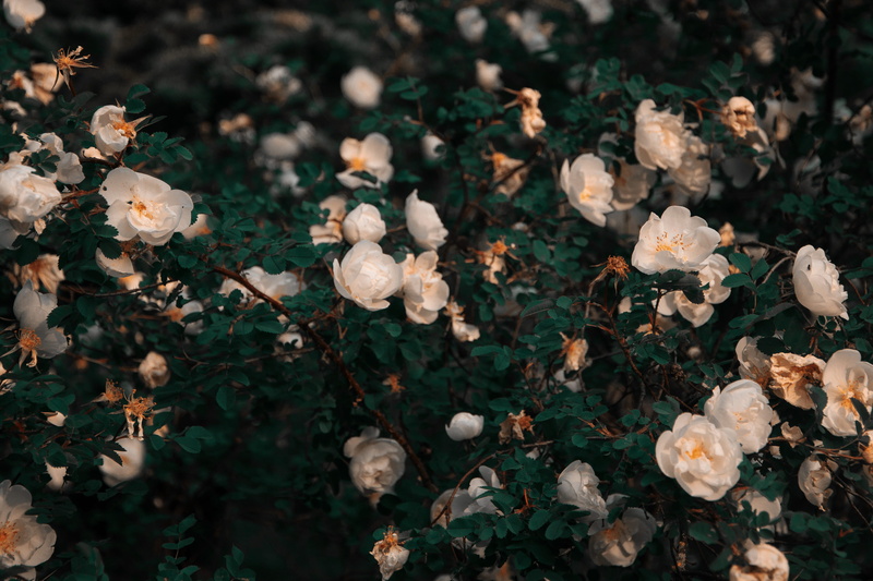 inflorescence, smoke, plant, atmospheric, summer, growth, sky, white roses, field, beauty in nature, hd, close-up, wood, day, tree, flowering plant