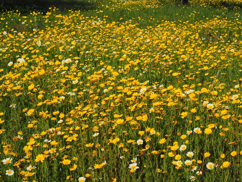 freshness, plant, flowers, abundance, mallorca, flowering plant, marguerite, petal, field, flower meadow, sky, flower head, daisies, day, springtime, salad chrysanthemum