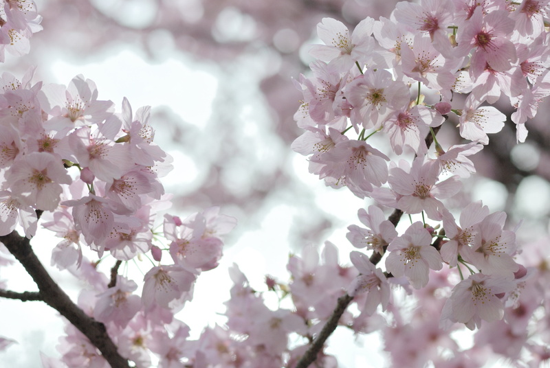 light, day, close-up, Sakura, flowering, blossoming, springtime, freshness, fragility, nature, 4K, japan, bunch of flowers, trees, flowering plant, vulnerability