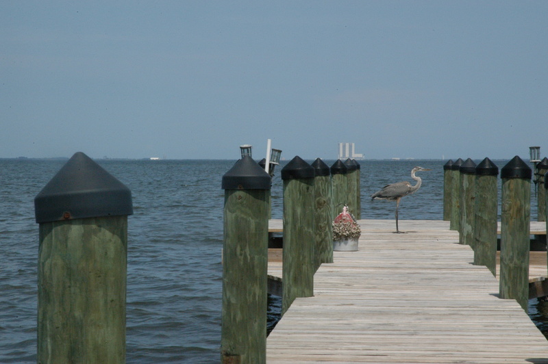 Dock, Bay, sky, deck, seaport, waterfront, bird, seabird, jetty, the way forward, clear sky, waterfowl, tranquil scene, nature, 2K, water, marine, outdoors