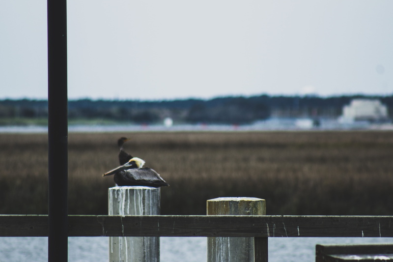 explore, perching, birds, vertebrate, united states, fly, day, clear sky, coastal, wooden post, animal themes, everglades, georgia, cumberland island, adventure