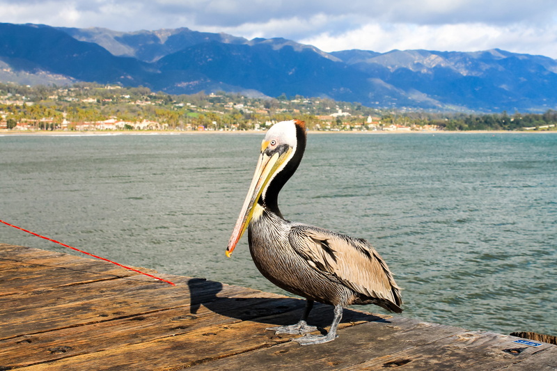 water, bay, tropical, animal wildlife, pacific, beautiful, pelican, coastline, mountain, blue, one animal, seashore, no people, seabird, beach, animal neck