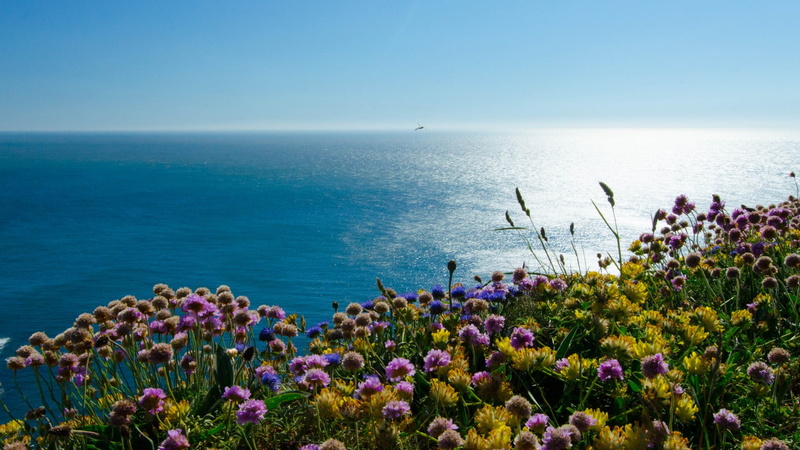 green, puffin, puffin island, irish, 1080P, island, blue, flower, blue sky, sea, england, sky, irish sea, lot, landscape, petal, purple, yellow, flowers