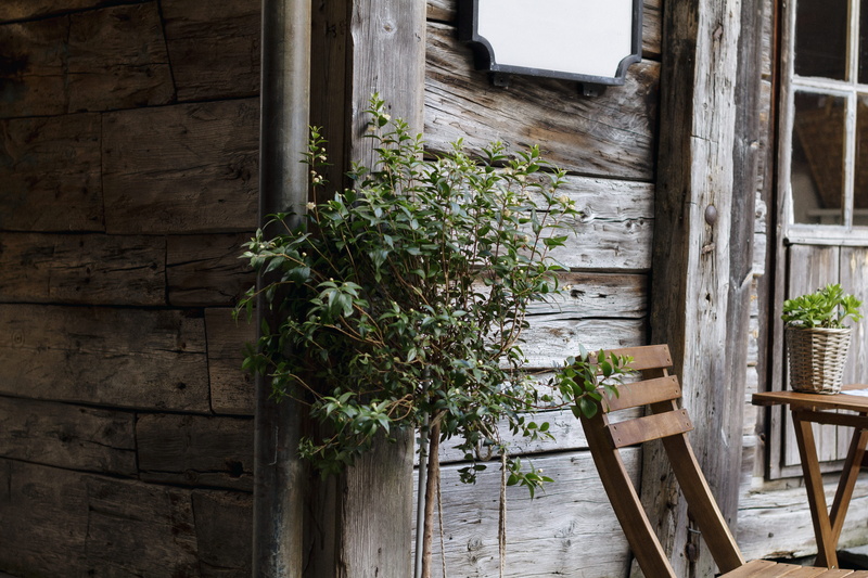 building, armless, growth, built structure, leaf, wall - building feature, green leaf, brown, plant, seat, house, nature, tree, no People, window, outdoors