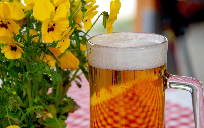 plant, beer - alcohol, yellow, freshness, drink, 4K, beer garden, beer, alcohol, flowers, close-up, prost, still life, flower, nature, flowering plant
