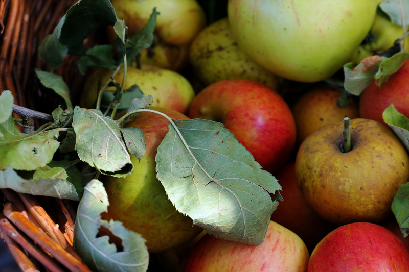 abundance, large group of objects, apple, autumn, choice, apple - fruit, still life, food and drink, fruit growing, no people, variation, healthy eating