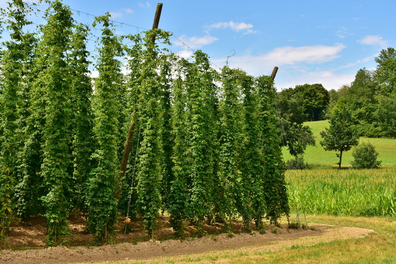 beauty in nature, environment, nature, brew, beer, harvest, hop vines, hop garden, tree, 5K, cloud - sky, agriculture, hop harvest, no people, day, hops fruits