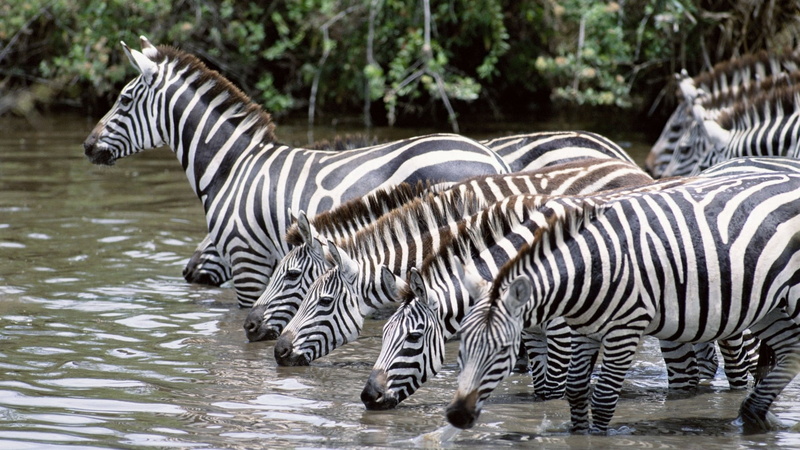 animal wildlife, group, pattern, beauty In Nature, east Africa, nature, tanzania, safari Animals, group of animals, animal, wildlife, close-up, herd, outdoors
