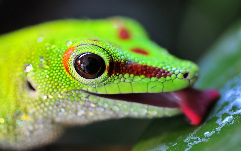 quenches, 1080P, Lizard, thirst
